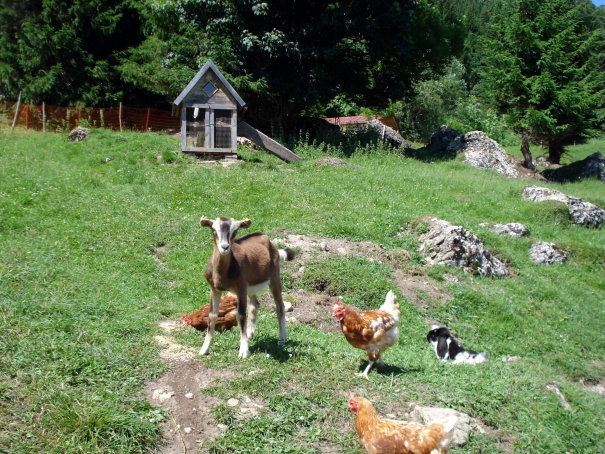 Der Außenbereich mit Tierpark vom Gästehaus Säntisblick Außenbereich